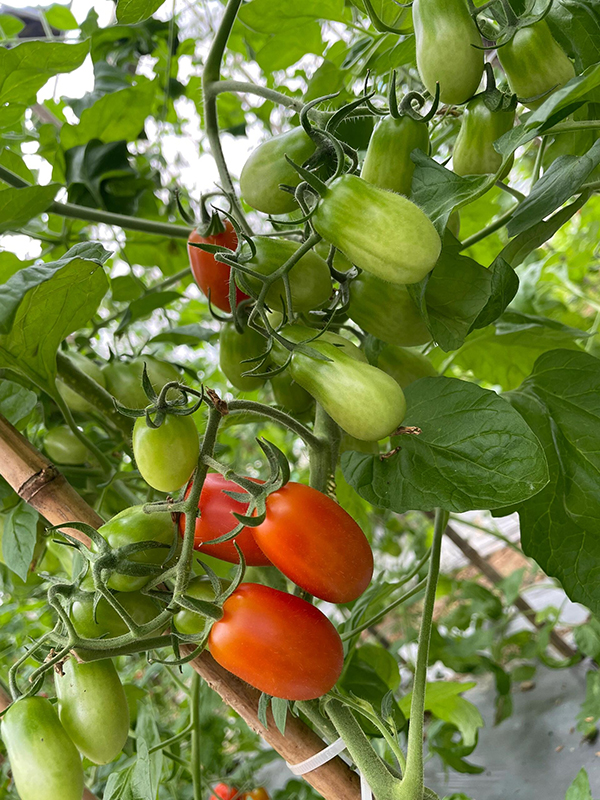 夏日小番茄采摘之旅：胖仔农庄的奇妙体验